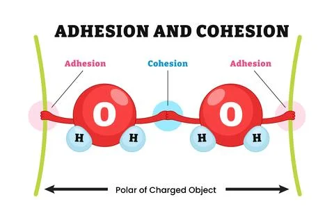 Water molecule cohesion adhesion surface tension through hydrogen bonds. La.. Stock Illustration