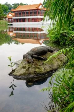 Water monitor lizard (varan) is restin on the stone in the pond in the chines Stock Photos