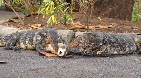 Water monitors eating fish Video stock 67481834
