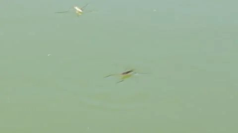 Water Mosquito Stock Footage 51015905