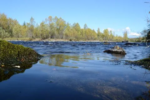 Water moss Foto stock