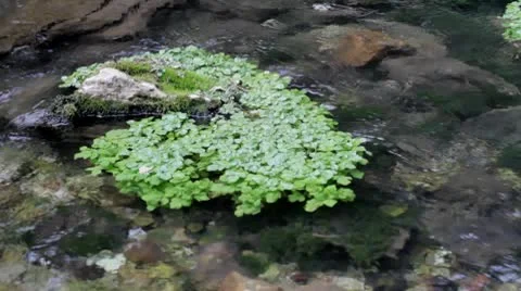 Water moss.mp4 Stock Footage 8850664