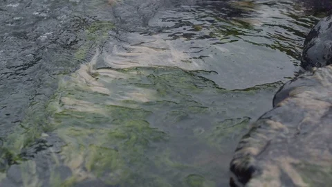 Water mossy rocks and algae in slow motion Stock Footage 91909272