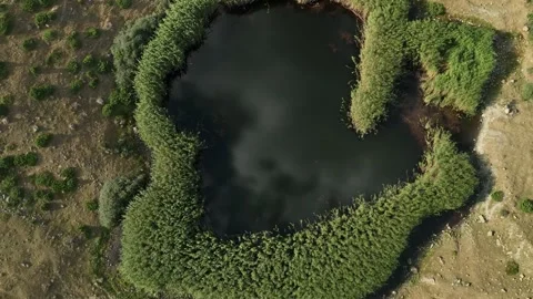 Water in a mountain forest lake with pine trees. Stock Footage 237768304
