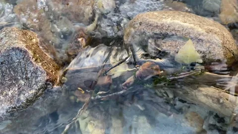 The water of the mountain river streams stone Stock Footage 252759871