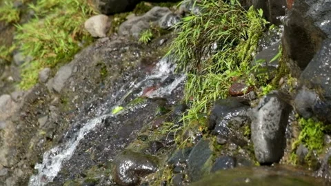 Water from mountain springs flows down through rocks and green grass Stock Footage 319887417
