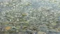 The water in the mountains river HD Footage