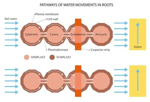 Water movement in roots Stock Illustration