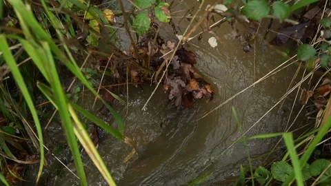 Water movement in a stream, flowing around plants covered with leaves Stock Footage 321462084