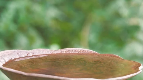 Water moving in a bird bath Stock Footage 116606176