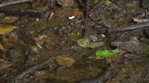 Water Muck Stock Footage 41667397