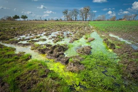 Water with mud on a farm field Stock Photos