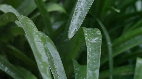 Water on narrow foliage Stock Footage 24828494