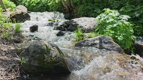 Water, nature, greenery. Stock Footage 288973455