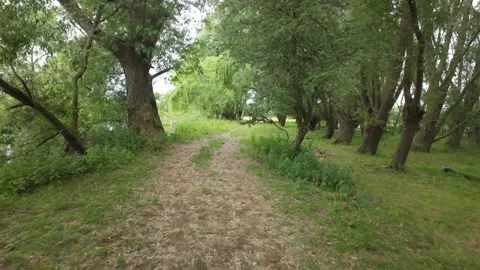 Water Newton, Walking through a forest toward an opening 库存影片 336203230