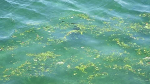 Water next to the ocean Stock Footage 155586928