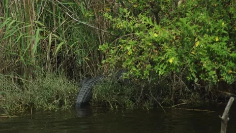 Water next to a tree Video stock 155358208