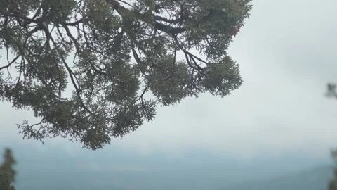 Water next to a tree Stock Footage 156014576