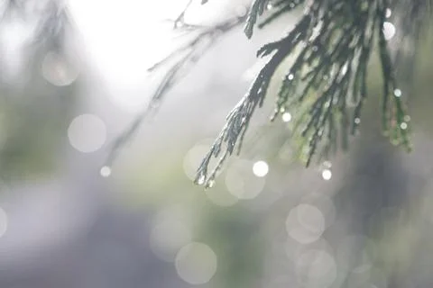 Water or dew drops on the tip of pine tree leaves Stock Photos