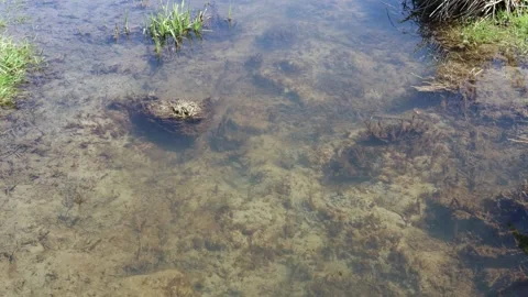 Water or pond. Stock Footage 250658209