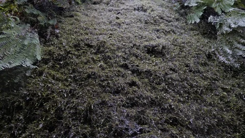 Water or rain falling over green plants.  Video stock 99518812