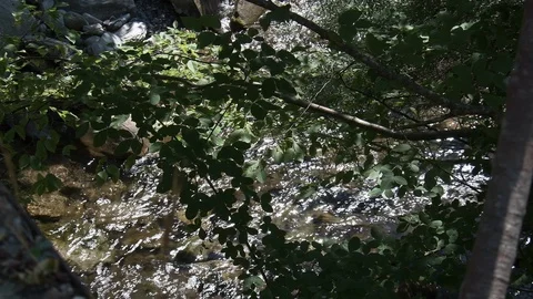 The water of the Ospitale stream among the trees, via Romea Nonantolana 動画素材 109260639