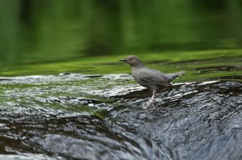 Water Ouzel Stock Photos