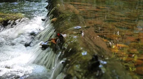 Water over log. Close up Stock Footage 50561948