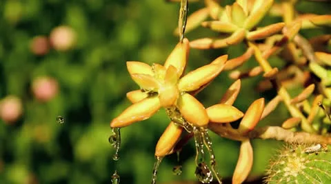 Water over plant Video stock 22979098