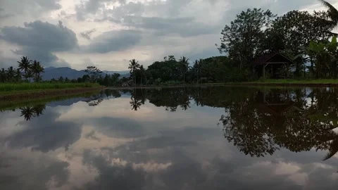 Water Paddy Fields and Surrounding Nature Video Stock Footage 243779360