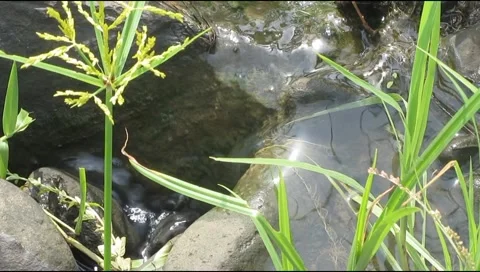 Water passes through green grass Stock Footage 219906952