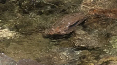 Water passing over rocks on a stream bed Stock-Footage 23241028