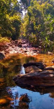 A water path in a forest. Stock Photos