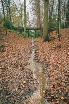 Water path in the woods at fall Stock Photos