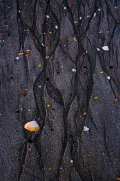 Water patterns and seashells on a beach on Waiheke Island, New Zealand. Stock Photos