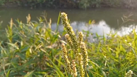 Water pepper plant has elongated leaves. Video stock 330662653
