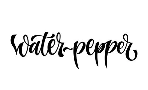 Water-pepper - vector hand drawn calligraphy style lettering word. Stock Illustration