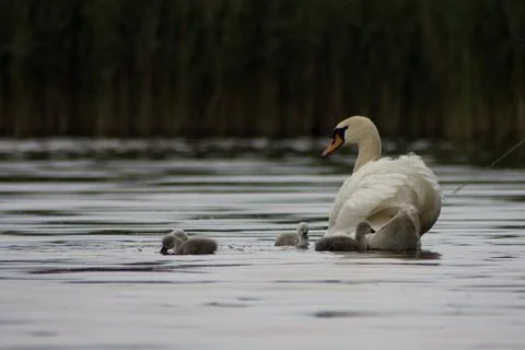 In the water Stock Photos