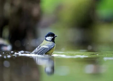 In the water 스톡 사진
