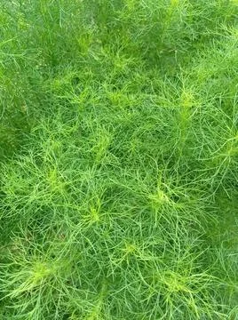 Water pine Stock Photos