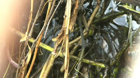 Water & Plant Debris Stock Footage