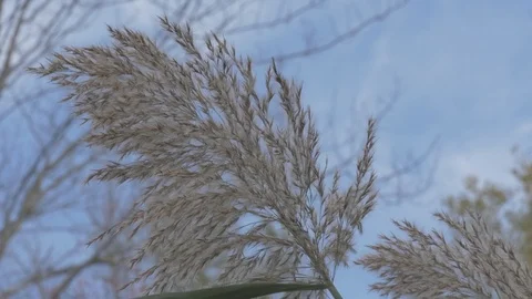 Water plant in the fall Stock Footage 114247268