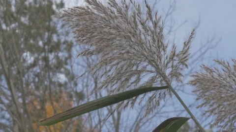 Water plant in the fall Stock Footage 114247270