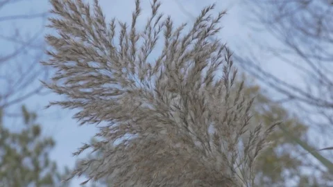 Water plant in the fall Stock Footage 114247274