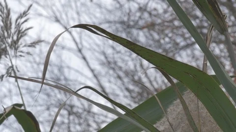 Water plant in the fall Stock Footage 114247278