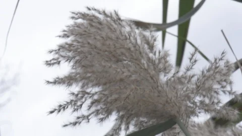 Water plant in the fall Stock Footage 114247290