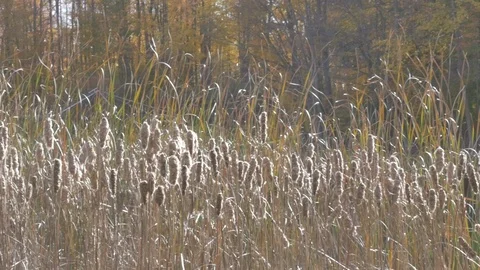 Water plant in the fall Stock Footage 114247379