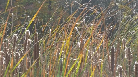 Water plant in the fall Stock Footage 114247381