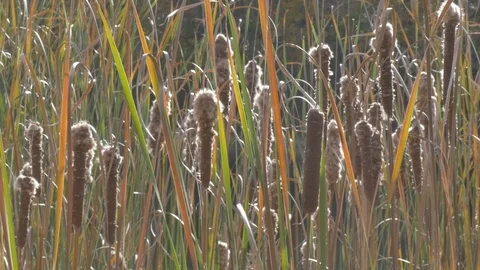 Water plant in the fall Stock Footage 114247385