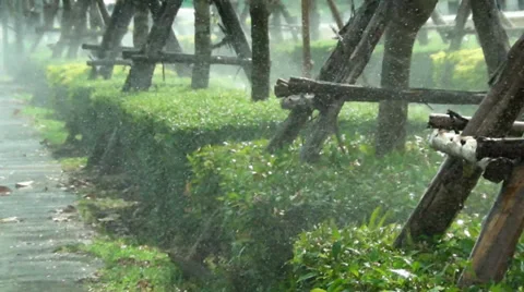 Water the plant Stock Footage 35849471